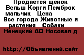Продается щенок Вельш Корги Пемброк мальчик › Цена ­ 65 000 - Все города Животные и растения » Собаки   . Ненецкий АО,Носовая д.